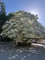 沙沙貴神社の{uncategorized: "未分類", other: "その他", undefined: "問題あり", building: "その他建物", grave: "お墓", sacred_gate: "鳥居", guardian: "狛犬", statue: "像", buddha: "仏像", history: "歴史", nature: "自然", garden: "庭園", animal: "動物", pagoda: "塔", temizu: "手水舎", mountain_gate: "山門・神門", sanctuary: "本殿・本堂", subordinate: "末社・摂社", art: "芸術", scenery: "景色", jizo: "地蔵", ema: "絵馬", goshuin: "御朱印", omikuji: "おみくじ", items: "授与品その他", amulet: "お守り", goshuincho: "御朱印帳", eats: "食事", festival: "お祭り", votive_dance: "神楽", shichigosan: "七五三参", wedding: "結婚式", experience: "体験その他", initially: "初詣", around: "周辺", anti_infection: "感染症対策"}