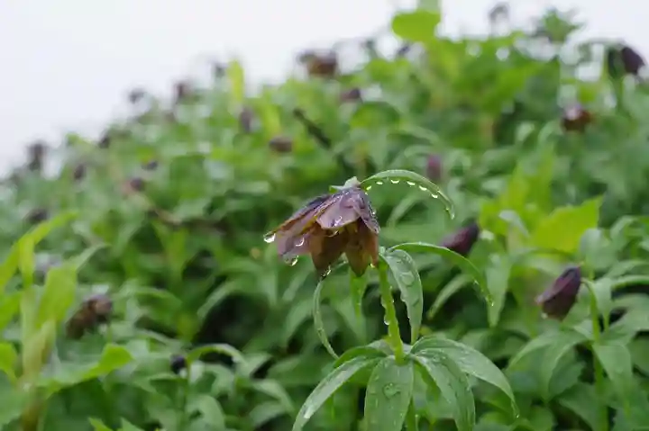 白山比咩神社 奥宮の自然