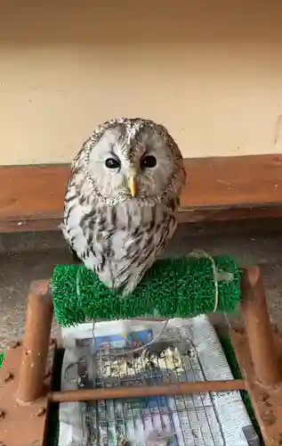 諏訪神社の動物