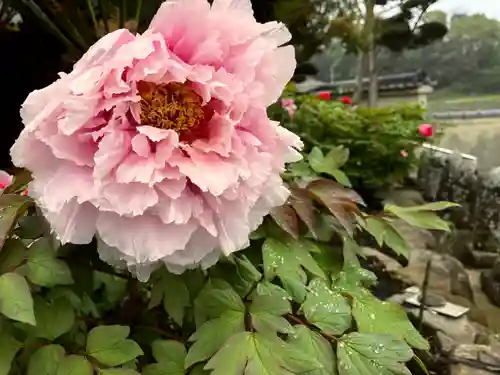 真言宗　善通寺派　薬王寺(香川県)