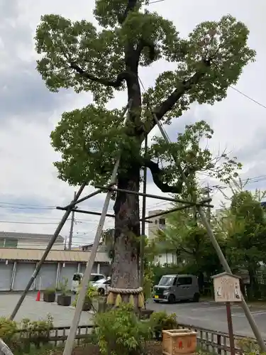 溝口神社(神奈川県)