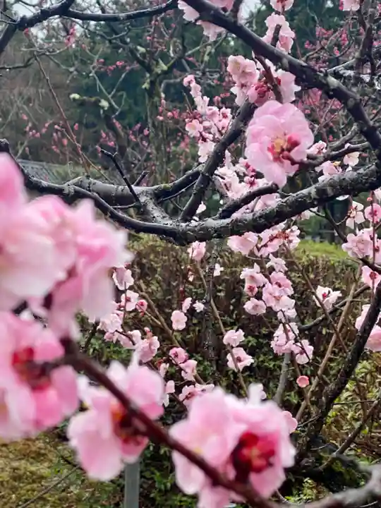 隨心院(随心院)の自然