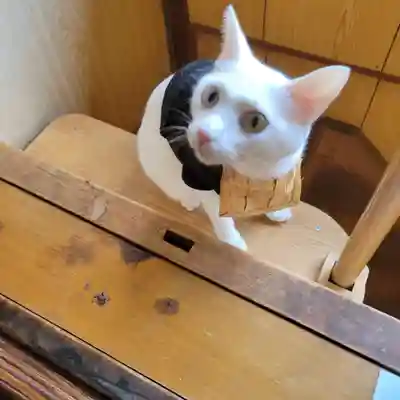 猫猫寺(京都府)