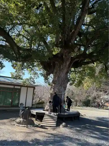 平野神社(京都府)