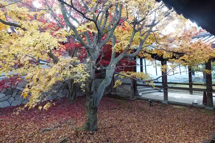 東福禅寺(東福寺)の自然