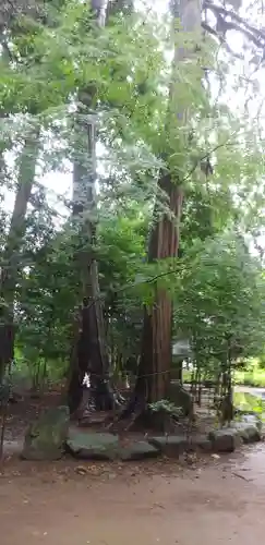大宝八幡宮の自然