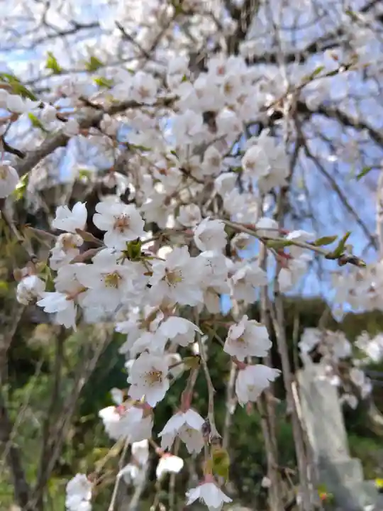 法華寺(福井県)