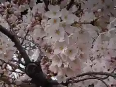 荒井神社の自然