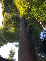 鳩ヶ谷氷川神社の自然