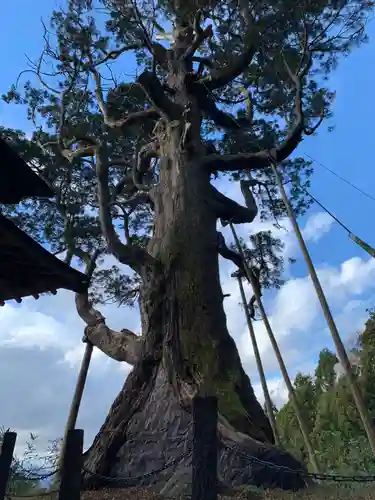 木幡山隠津島神社(二本松市)の自然