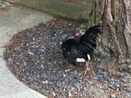 賀露神社の動物