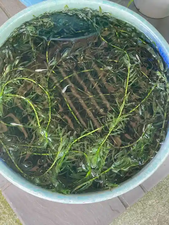 銀杏岡八幡神社(東京都)