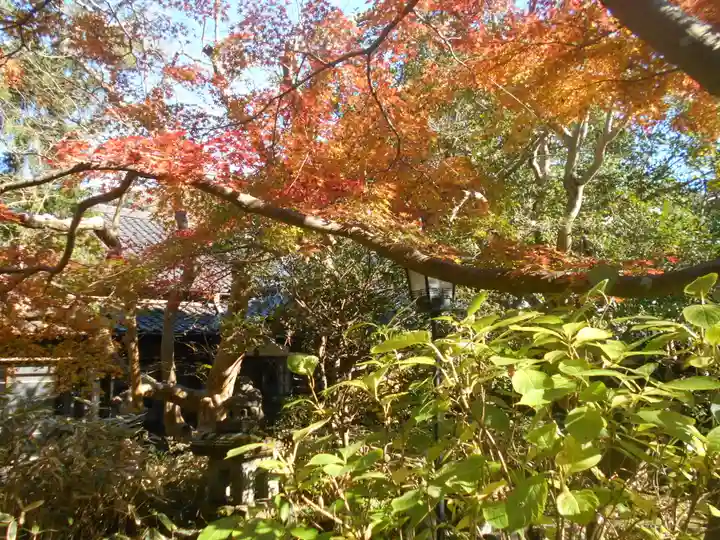 安國論寺(安国論寺)の自然