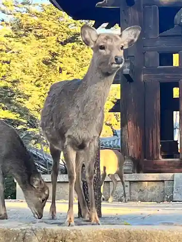 東大寺鐘楼(奈良県)