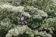 岡湊神社の自然