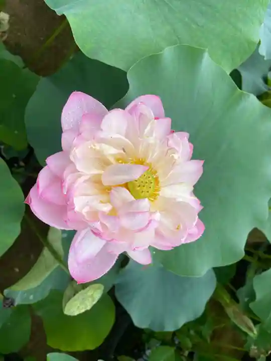 當麻寺西南院(奈良県)