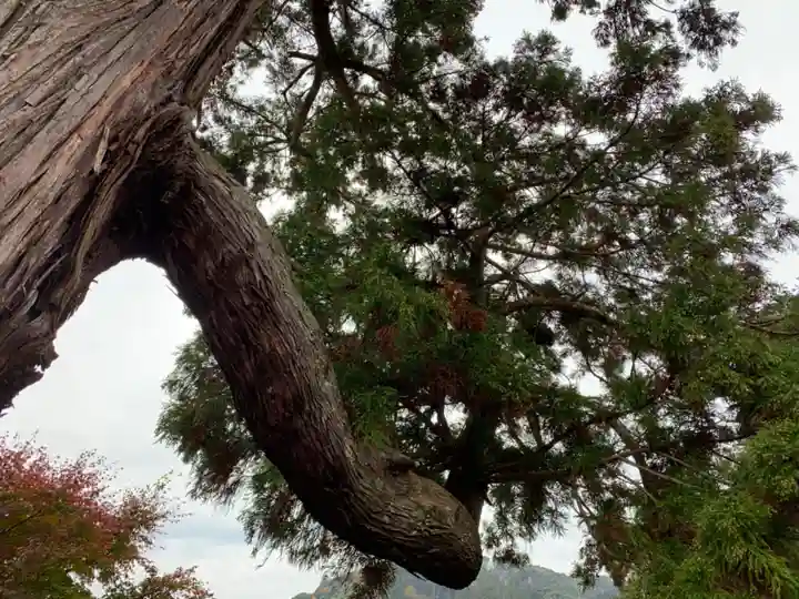 八幡神社の自然