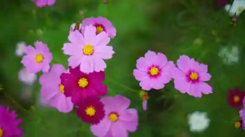 般若寺 ❁﻿コスモス寺❁(奈良県)