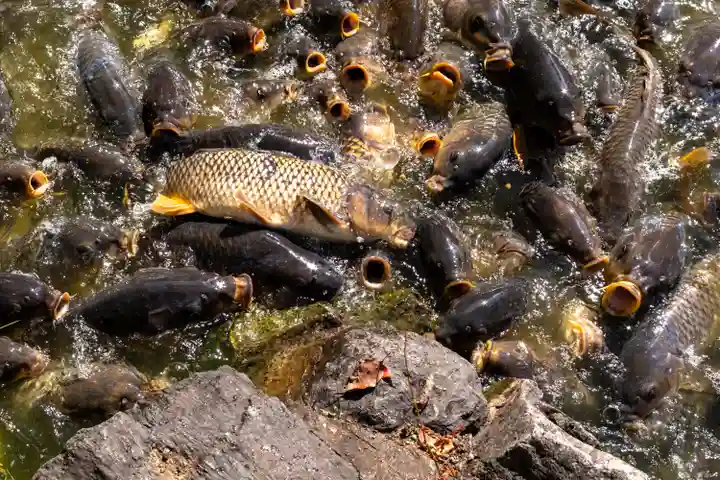 宗像大社(福岡県)