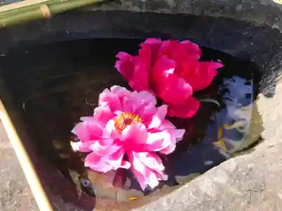 真言宗　善通寺派　薬王寺(香川県)