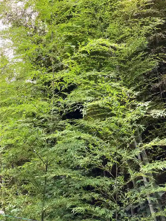大山祇神社の自然