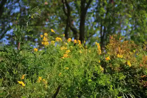 阿久津「田村神社」（郡山市阿久津町）旧社名：伊豆箱根三嶋三社の自然