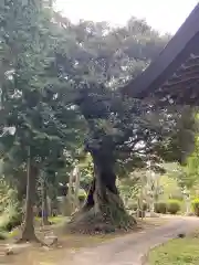 観音寺(茨城県)