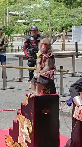 宮地嶽神社の動物