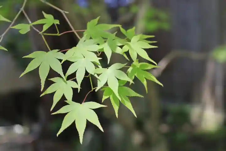 法界寺(日野薬師)(京都府)