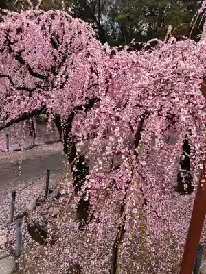 結城神社の自然