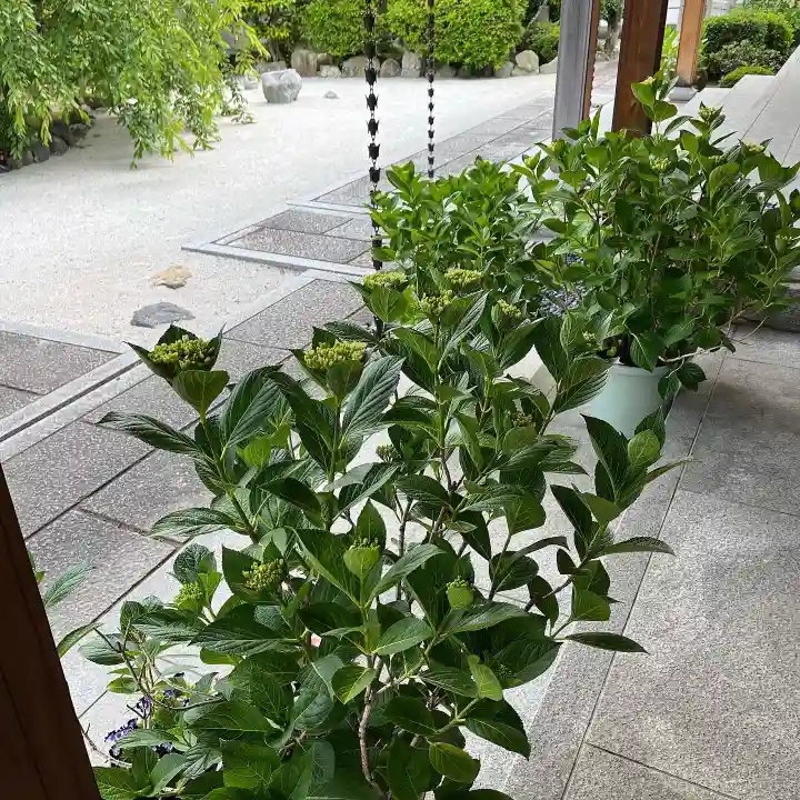 松本山 地福禅寺の自然