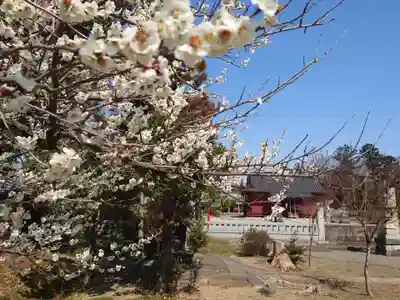 古尾谷八幡神社(埼玉県)