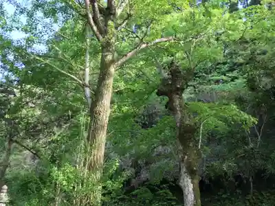 高藤山　妙勝寺の景色