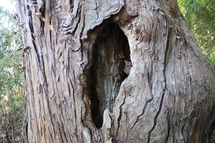 八幡神社の自然