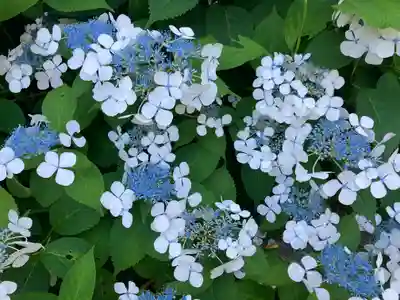 蓮華峯寺(新潟県)