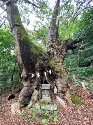 葛見神社の自然