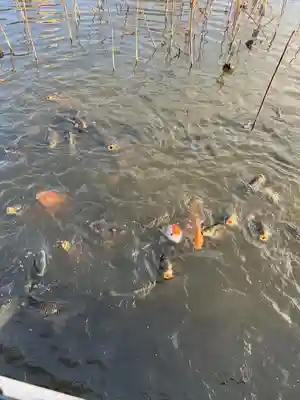 青井阿蘇神社(熊本県)
