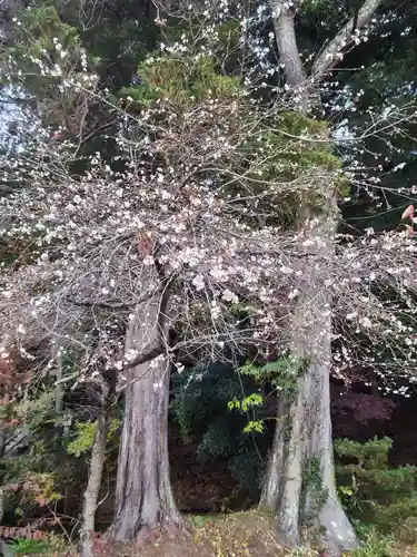 鹿島大神宮の自然