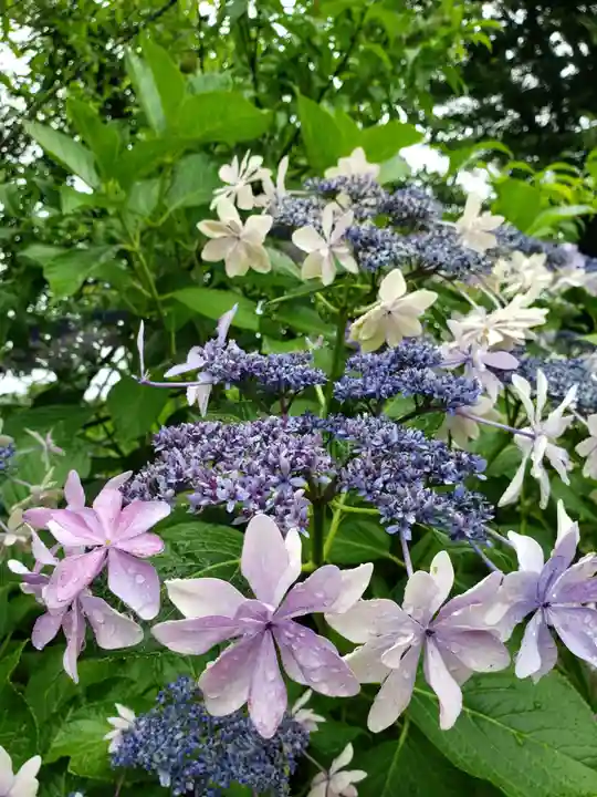 妙法寺(東京都)