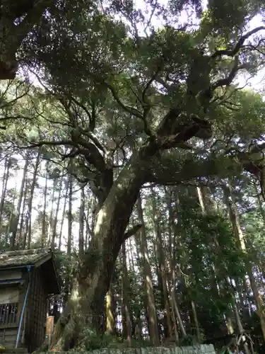 日吉神社の自然