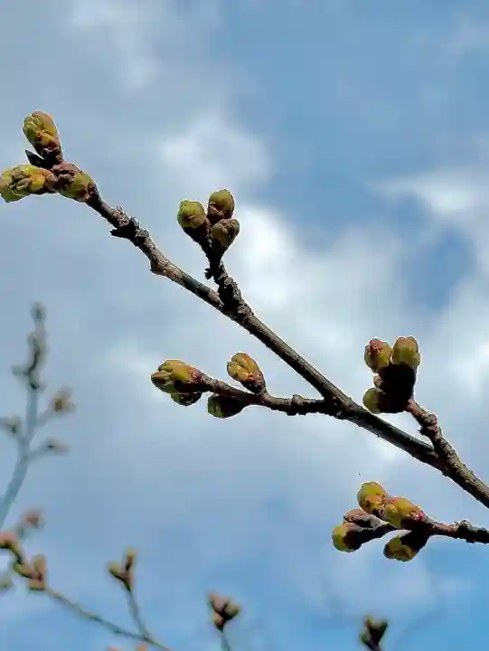 蚊里田八幡宮の{uncategorized: "未分類", other: "その他", undefined: "問題あり", building: "その他建物", grave: "お墓", sacred_gate: "鳥居", guardian: "狛犬", statue: "像", buddha: "仏像", history: "歴史", nature: "自然", garden: "庭園", animal: "動物", pagoda: "塔", temizu: "手水舎", mountain_gate: "山門・神門", sanctuary: "本殿・本堂", subordinate: "末社・摂社", art: "芸術", scenery: "景色", jizo: "地蔵", ema: "絵馬", goshuin: "御朱印", omikuji: "おみくじ", items: "授与品その他", amulet: "お守り", goshuincho: "御朱印帳", eats: "食事", festival: "お祭り", votive_dance: "神楽", shichigosan: "七五三参", wedding: "結婚式", experience: "体験その他", initially: "初詣", around: "周辺", anti_infection: "感染症対策"}