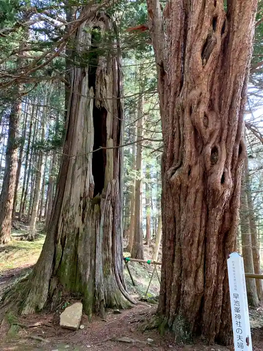 早池峰神社の自然