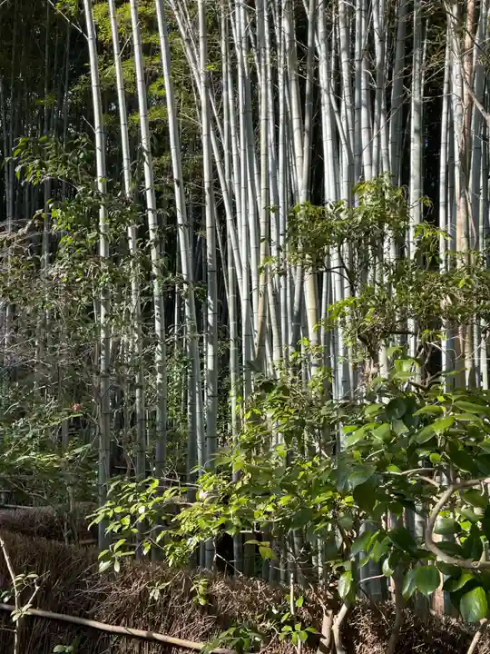 祇王寺(京都府)