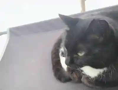 岡部春日神社～👹鬼門よけの🌺花咲く🌺やしろ～(福島県)