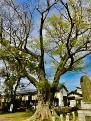 千勝神社の自然