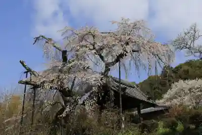 地蔵院(京都府)