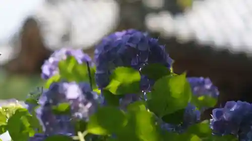 岡寺（龍蓋寺）(奈良県)