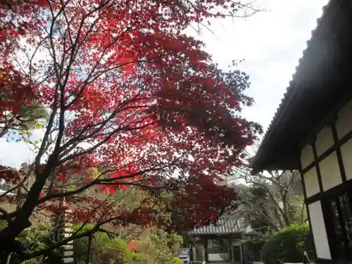 浄光明寺の自然