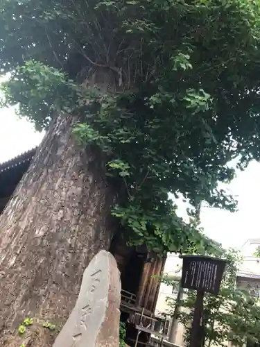 諏訪神社の自然