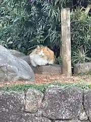 真福寺の動物